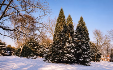 Das Photo zeigt auf der Stadtführung eine Gruppe von Mammutbäumen im winterlichen Schnee im Stadtpark Humboldthain in der Nähe Nähe des Gesundbrunnen, wo sich die 1748 gefundene Heilquelle befunden hat.